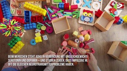 Hunde können autistisch sein, fanden Wissenschaftler heraus
