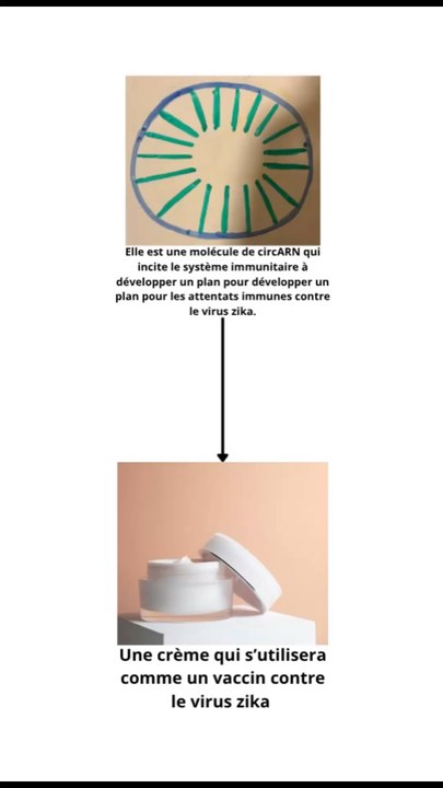 Un vaccin contre le virus zika