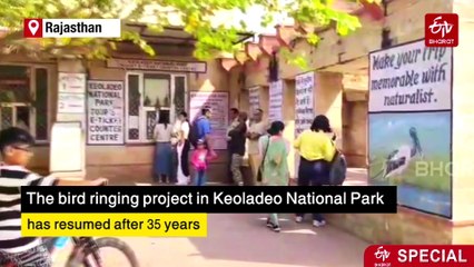 Bird Ringing Returns To Rajasthan's Keoladeo National Park After 35 Years: Everything To Know