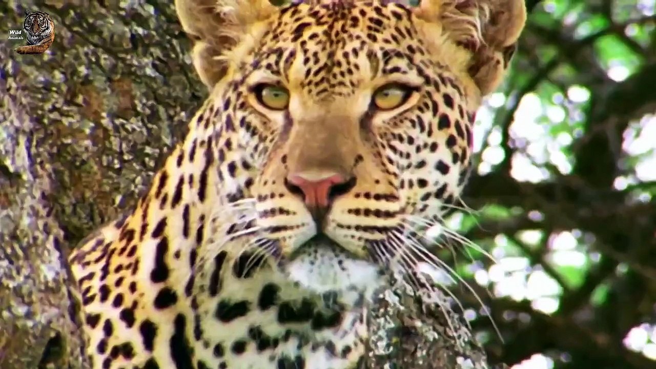 African Leopards Wild Animals
