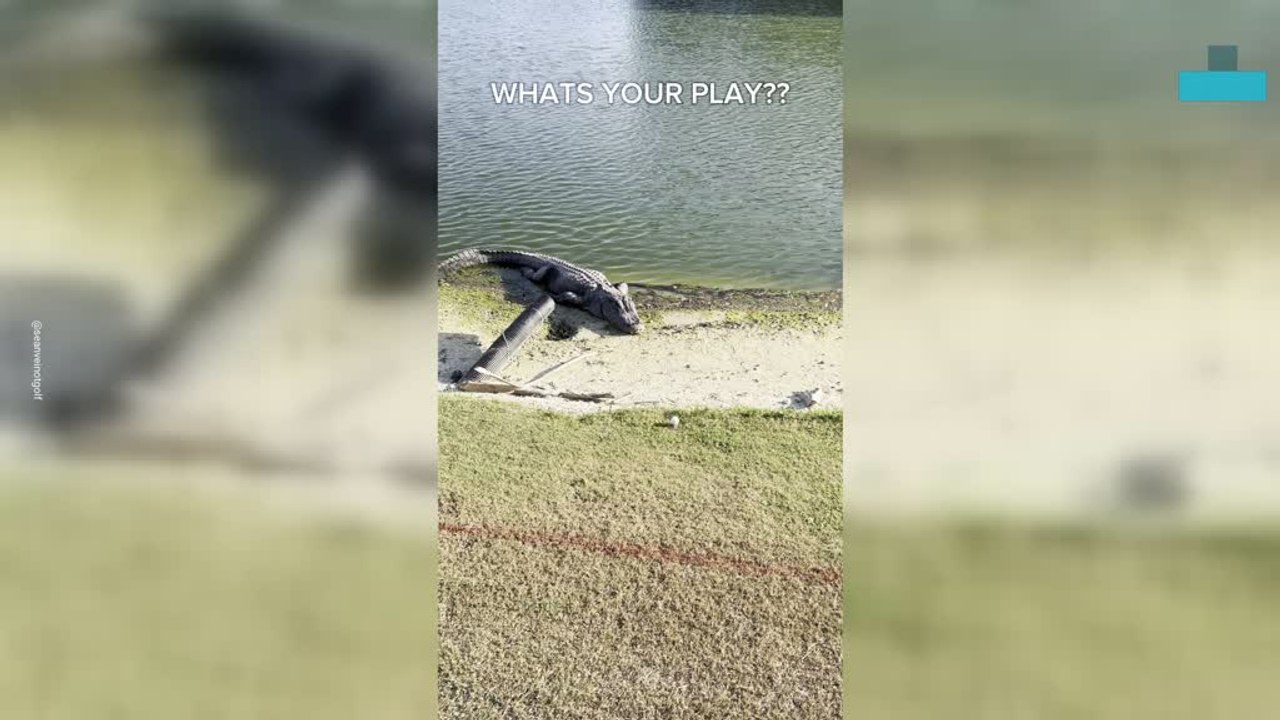 Golf Ball Rolls Up to Massive Alligator