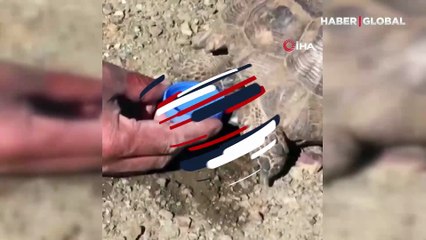Sıcaktan bayılan kaplumbağaya duyarsız kalmadı: Elleri ile su içirdi