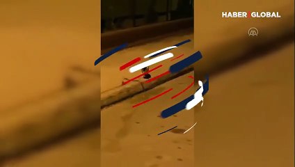 Kediyle yılanın mücadelesi kamerada