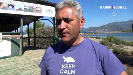 Caretta caretta yavruları mavi sularla buluşmaya başladı