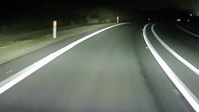 Australian kangaroo on the road at night