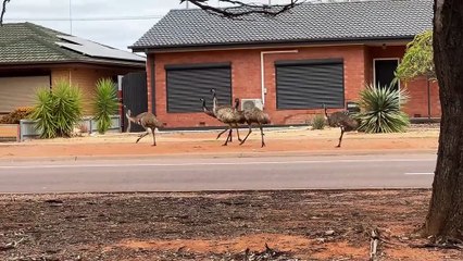 Emu birds arriving Australia 🇦🇺