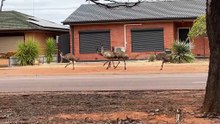 Emu birds arriving Australia 🇦🇺