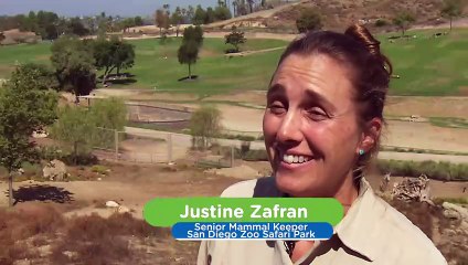 Why Quality Time with Mom Is Essential for This Somali Wild Donkey.mp4