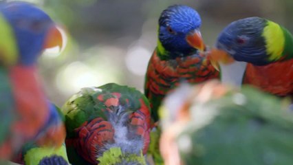 A Beautiful Look at Lorikeets Feeding on Nectar.mp4
