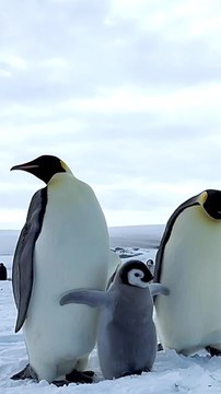 Wildlife photographer captures adorable emperor penguins