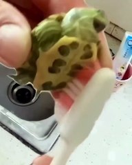 Ever Seen a Tortoise Enjoy a Shell Scrub This Much? 🥰