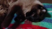 Ready for the night? Or is it still time for cuddles? #cat #funnycats #funny #cute #viralcats #goodnight #fyp
