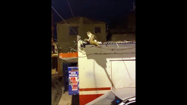 Ces chats rejouent une scène culte du Roi Lion... Mufasa contre Scar