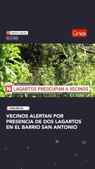 Vecinos alertan por presencia de dos lagartos en el barrio San Antonio