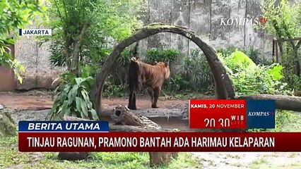 Tinjau  Taman Margasatwa Ragunan, Pramono Bantah Ada Harimau Kelaparan