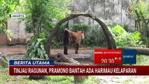 Tinjau  Taman Margasatwa Ragunan, Pramono Bantah Ada Harimau Kelaparan