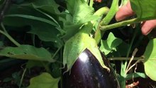 Eggplant harvest
