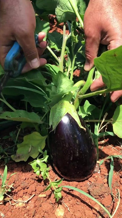Eggplant harvest
