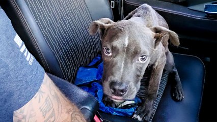 Guy Off-Roading In His Jeep Spots A Skinny Pittie Puppy And Brings Him Home