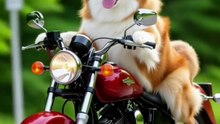 dog bike