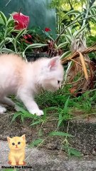 Sheeba’s Nervous Little Walk Outside