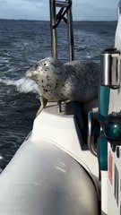 foca escapa a orcas ao subir para um barco