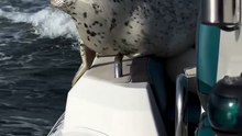 foca escapa a orcas ao subir para um barco