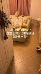 😺 “Mom… Is That You?” | Blue Golden Shaded Kitty Awaits You 💛