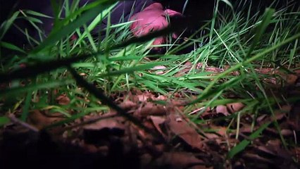 The Creep Tapes Season 2 Episode 2