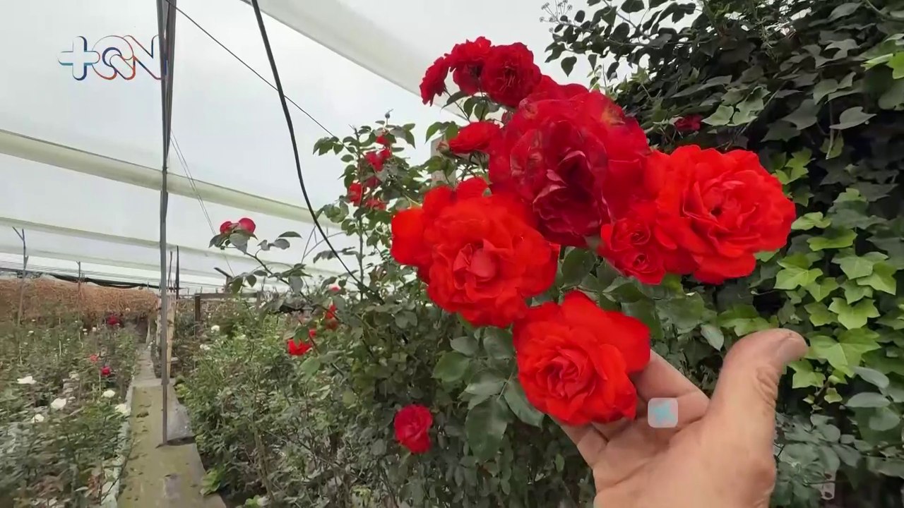 Así es Solo Rosas, el jardín cartaginés donde cada flor tiene nombre, historia y encanto propio