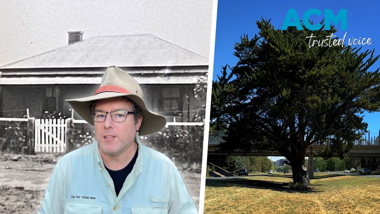 Tim The Yowie Man explores the origin of the Yarra Glen Arizona cypress tree