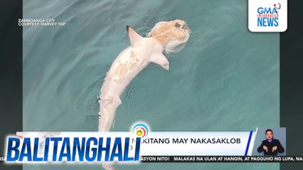 Patay na pating, nakitang may nakasaklob na diaper sa ulo | Balitanghali