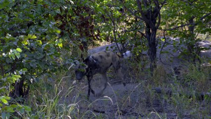 Africas Wild Horizons: Series 1_Africas Great Oasis the Okavango Delta