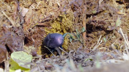 Africas Wild Horizons: Series 1_Wild Swaziland