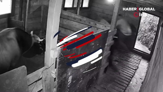 Artvin’de kızgın boğa sahibini hastanelik etti