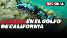 El Golfo de California se calienta 3°C: así está cambiando la vida marina | Reporte Indigo