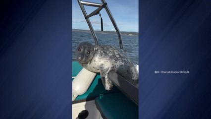 [나우쇼츠] "도와줘요, 인간!"...물범의 긴박한 구조 요청 / YTN