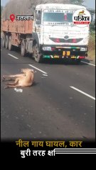 महू-नीमच हाईवे पर कार से टकराई नीलगाय