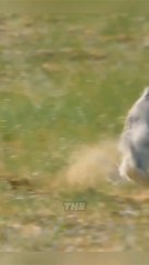 This Adorable Cat Is Actually a Wild Predator