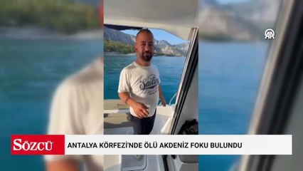 Antalya Körfezi'nde ölü Akdeniz foku bulundu