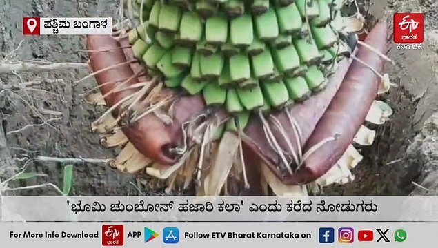 ಗಿಡಕ್ಕಿಂತ ಗೊನೆಯೇ ದೊಡ್ಡದು: 7 ಅಡಿಗೂ ಉದ್ದ, ಒಂದೇ ಗೊನೆಯಲ್ಲಿ ಸಾವಿರ ಬಾಳೆಕಾಯಿ! ಅಚ್ಚರಿಯೋ ಅಚ್ಚರಿ...