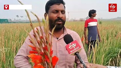 खेती-किसानी; गन्ने को छोड़ फूलों की खेती से सालाना लाखों कमा रहे मेरठ के रतन सिंह