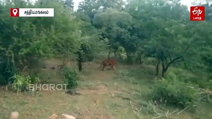 சாலையோர வனப்பகுதியில் நடமாடிய புலி! அச்சத்தில் பயணிகள்!
