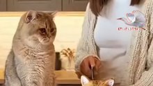   "Humans are indeed mischievous, like this video where a cat is being teased by its owner.