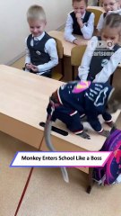 This Monkey Crashed Class Like a Pro—and Became the Star Student 😂|| Heartsome 💖
