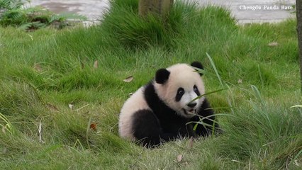 Panda cubs seen bonding with caretaker at breeding base in Chengdu