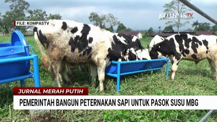Peternakan Sapi Bakal Dibangun untuk Pasok Susu MBG | JMP