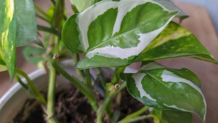10 Signs It’s Time To Repot Your Pothos