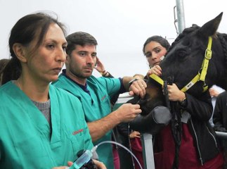 El Hospital Veterinario de la ULE practica cirugías equinas en vías respiratorias altas