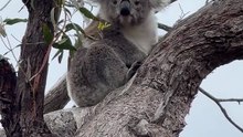 Australian koala 🐨